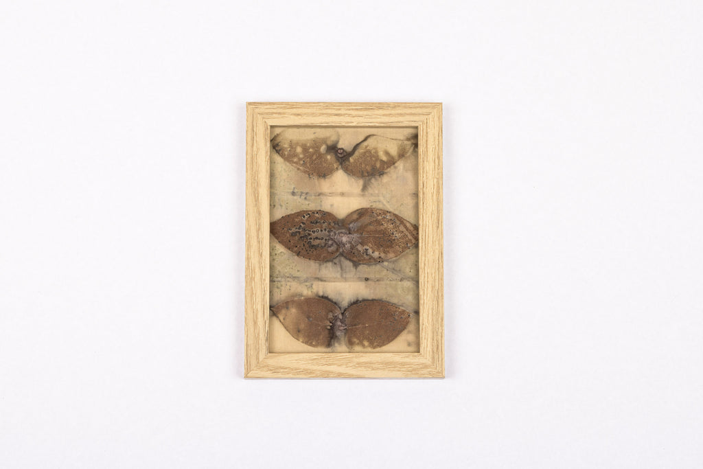 Josie Cosgrove | Where the Light Dances| 1. Tri-cinerea