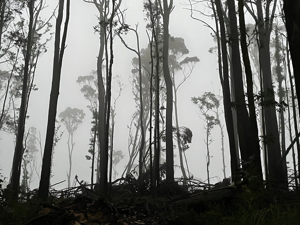 Jax NiCarthaigh | Dear Forests | Photography | Forest Stripped Bare, post disaster, pre-regrowth