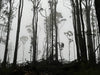 Jax NiCarthaigh | Dear Forests | Photography | Forest Stripped Bare, post disaster, pre-regrowth