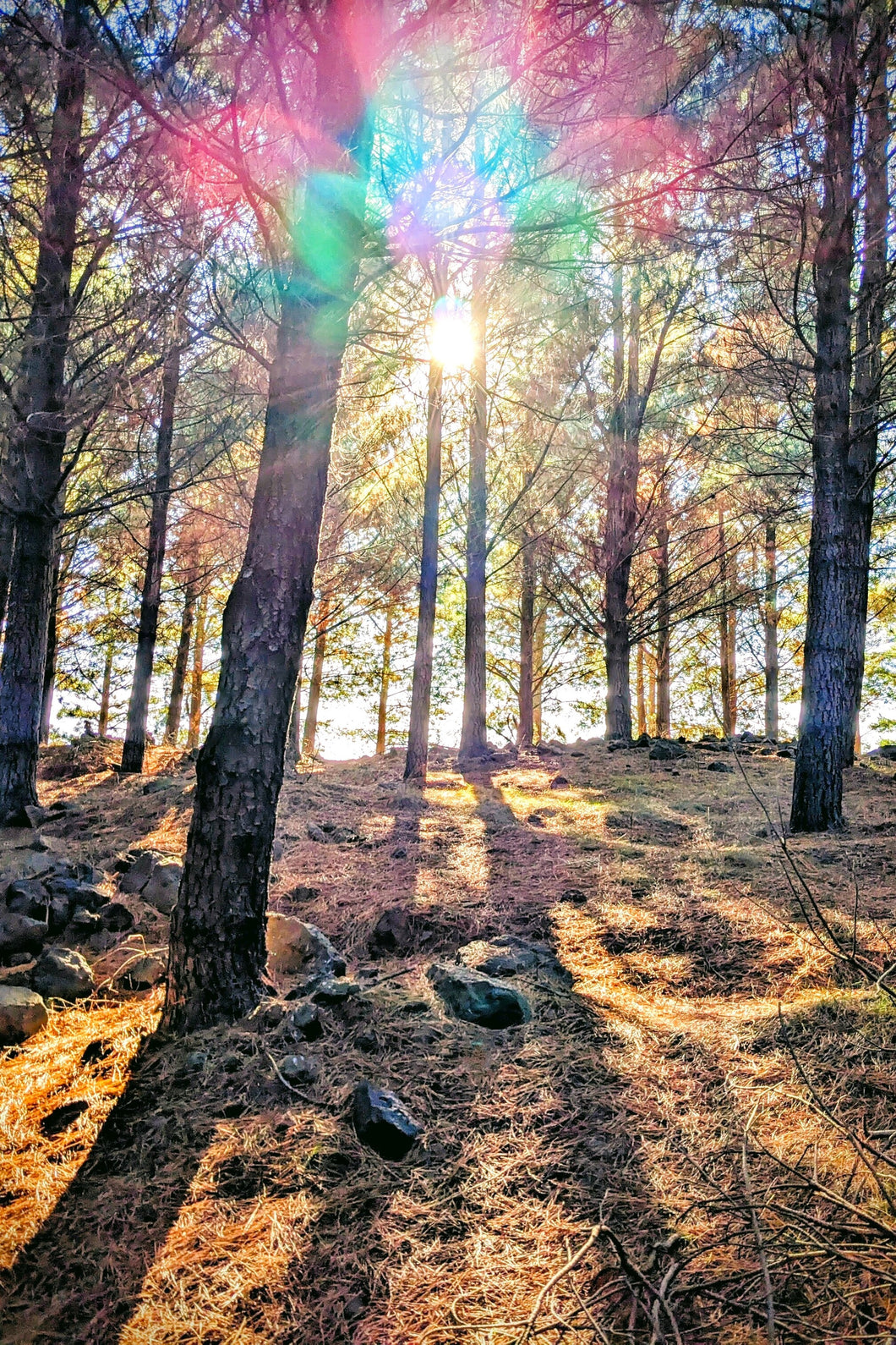 Damian Smith | Dear Forests | Photography | Sunlit forest