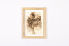 Josie Cosgrove | Where the Light Dances| 14. Copper Veil
