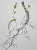 Sharon Field | 3000 days... and counting...Drawing  | Drawing | Dandelion Root