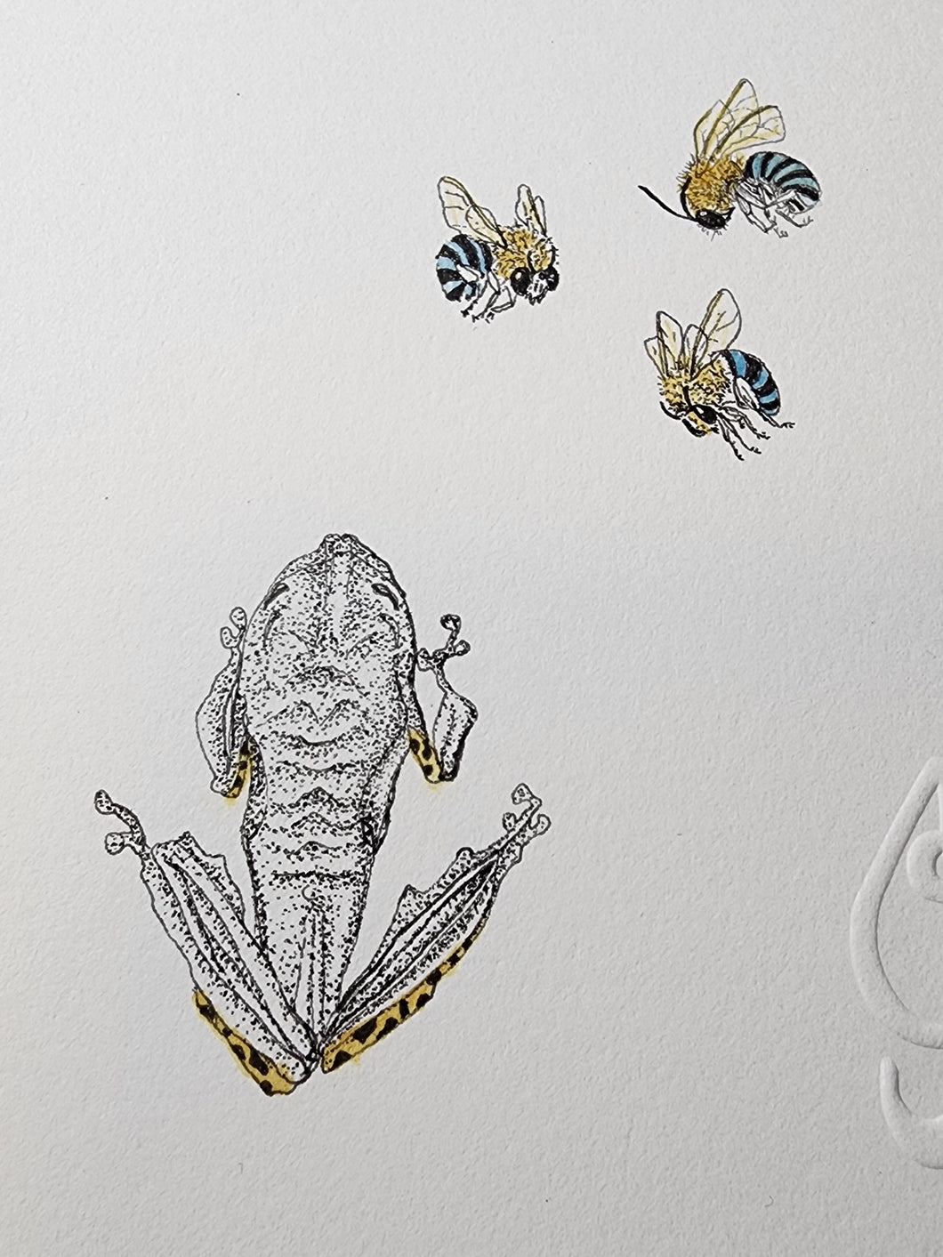 Sharon Field | 3000 days... and counting...Drawing | Drawing | Peron's Tree Frog and Blue Banded Bee