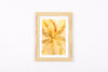 Josie Cosgrove | Where the Light Dances| 22. Fire Flora