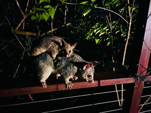 Louise Chapman | Dear Forests | Photography | Possum Magic