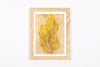 Josie Cosgrove | Where the Light Dances| 26. Velvet Gold