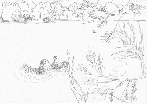 Rowena Evans | Drawing | Looking east with two coots