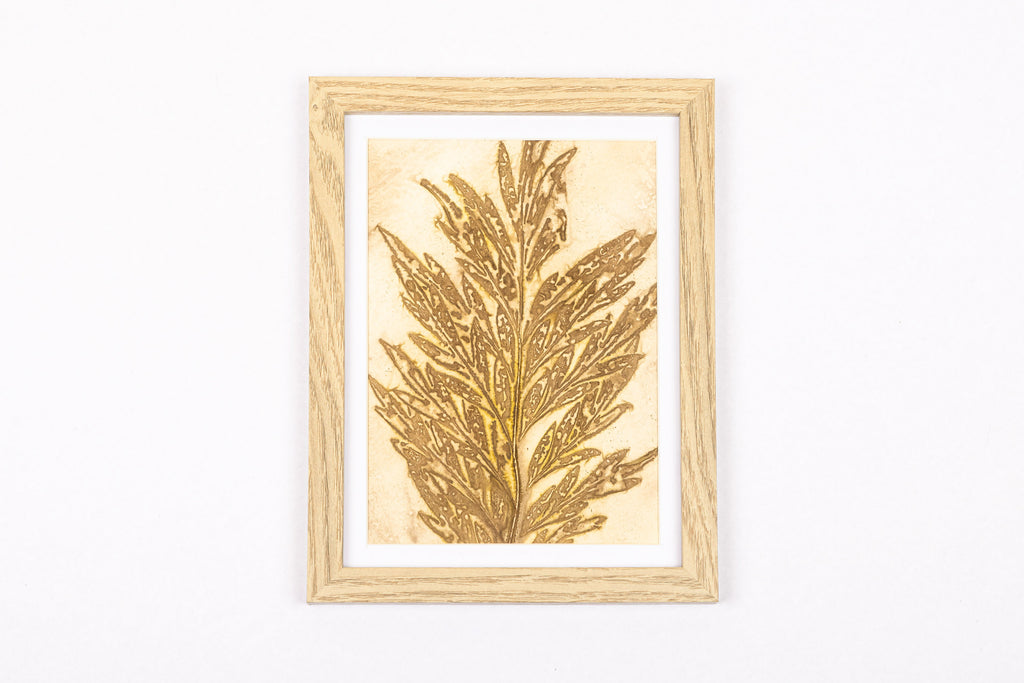 Josie Cosgrove | Where the Light Dances| 28. Silky Oak