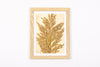 Josie Cosgrove | Where the Light Dances| 28. Silky Oak