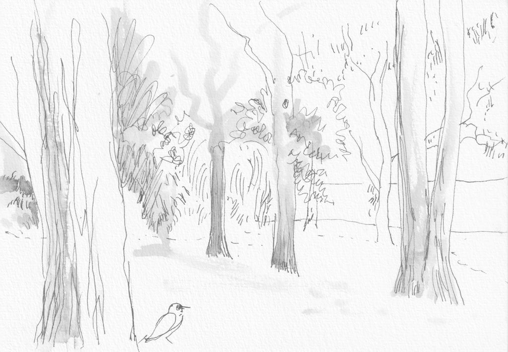 Rowena Evans | Drawing | Looking northeast with magpie and trees
