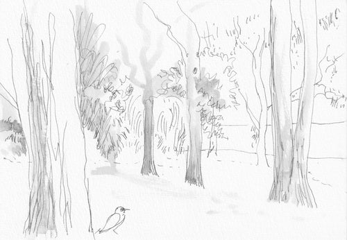 Rowena Evans | Drawing | Looking northeast with magpie and trees