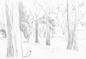Rowena Evans | Drawing | Looking northeast with magpie and trees