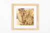 Josie Cosgrove | Where the Light Dances | 43. Leaves and Seeds