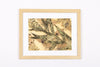 Josie Cosgrove | Where the Light Dances | 46. Garden Grevillea