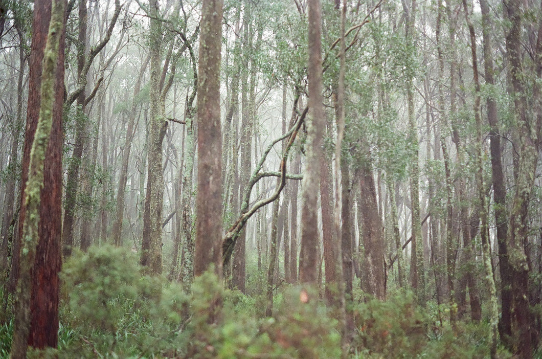 Sunshine English | Dear Forests | Photography | Tallaganda 3