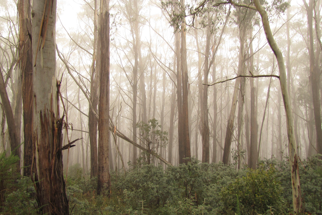 Heather Hodgson | Dear Forests | Photography | Mount Franklin Forest, ACT