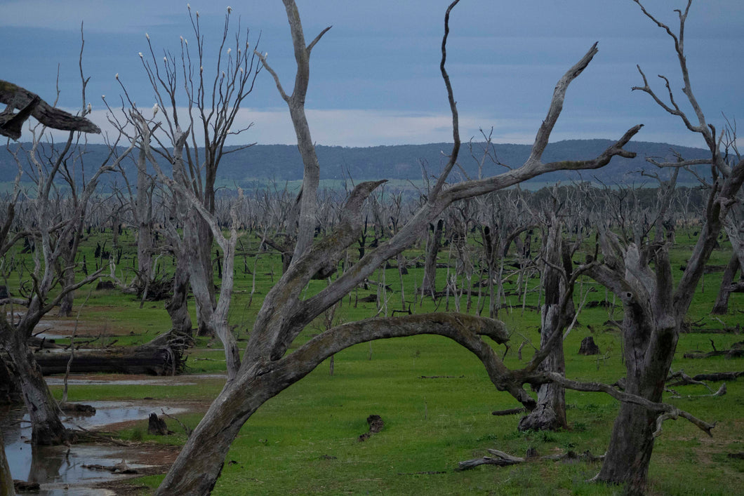 Heather Hodgson | Dear Forests | Photography | Winton Wetlands, VIC