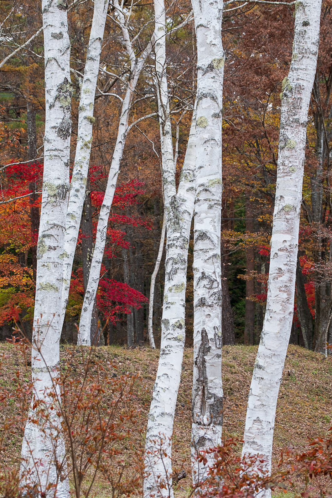 Andrée Lawrey | Dear Forests | Photography | Birches in Autumn, Japan