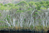 Andrée Lawrey | Dear Forests | Photography | Tea Trees, Wilsons Promontory National Park