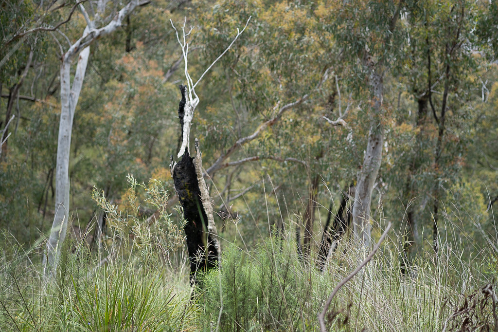 Andrée Lawrey | Dear Forests | Photography | Woodland with Burnt Tree, Black Mountain Nature Reserve, Canberra ACT