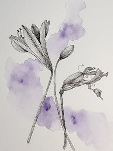 Sharon Field | 3000 days... and counting... | Drawing | Agapanthus