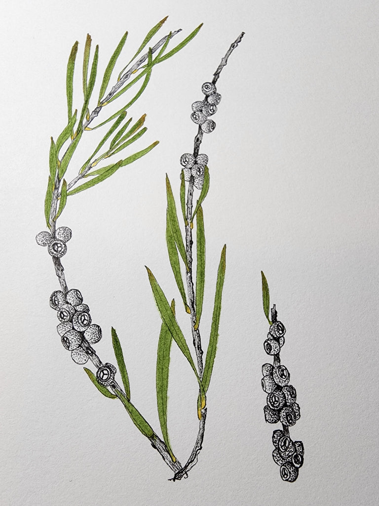 Sharon Field | 3000 days... and counting... | Drawing | Bottle Brush seed heads