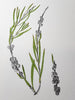 Sharon Field | 3000 days... and counting... | Drawing | Bottle Brush seed heads