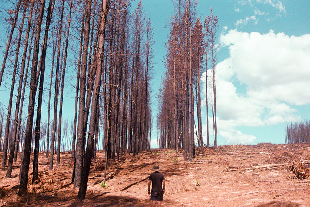 Bridie Mackay | Photography | Charred Earth Underfoot
