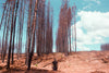 Bridie Mackay | Photography | Charred Earth Underfoot