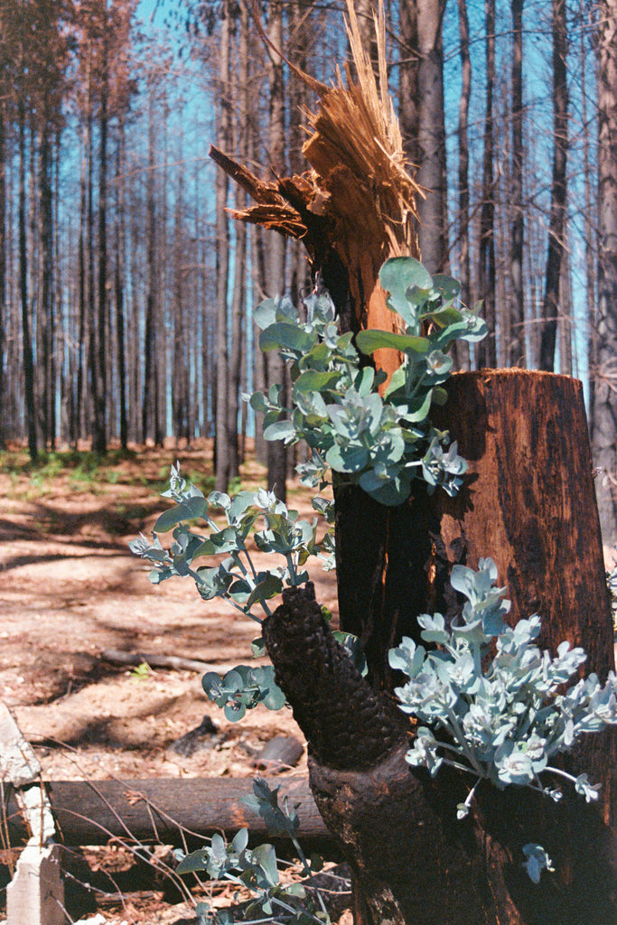 Bridie Mackay | Photography | How to heal