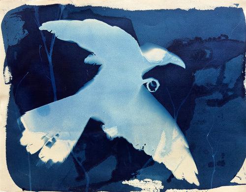 Rebecca Tapscott | Echoes of Absence | Printmaking | Channel-billed Cuckoo