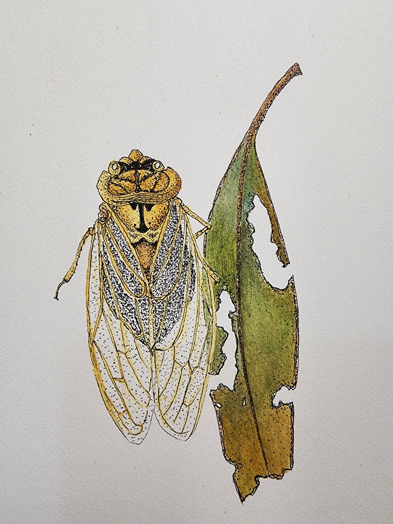 Sharon Field | 3000 days... and counting... | Drawing | Cicada and leaf