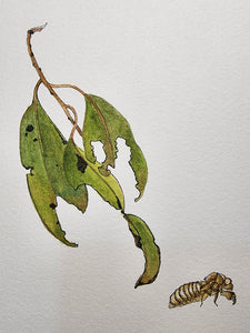 Sharon Field | 3000 days... and counting... | Drawing | Cicada shell and eucalyptus