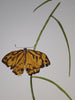 Sharon Field | 3000 days... and counting... | Drawing | Common Brown Butterfly on grass stem