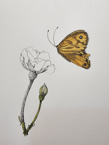 Sharon Field | 3000 days... and counting... | Drawing | Common Brown Butterfly and Rose