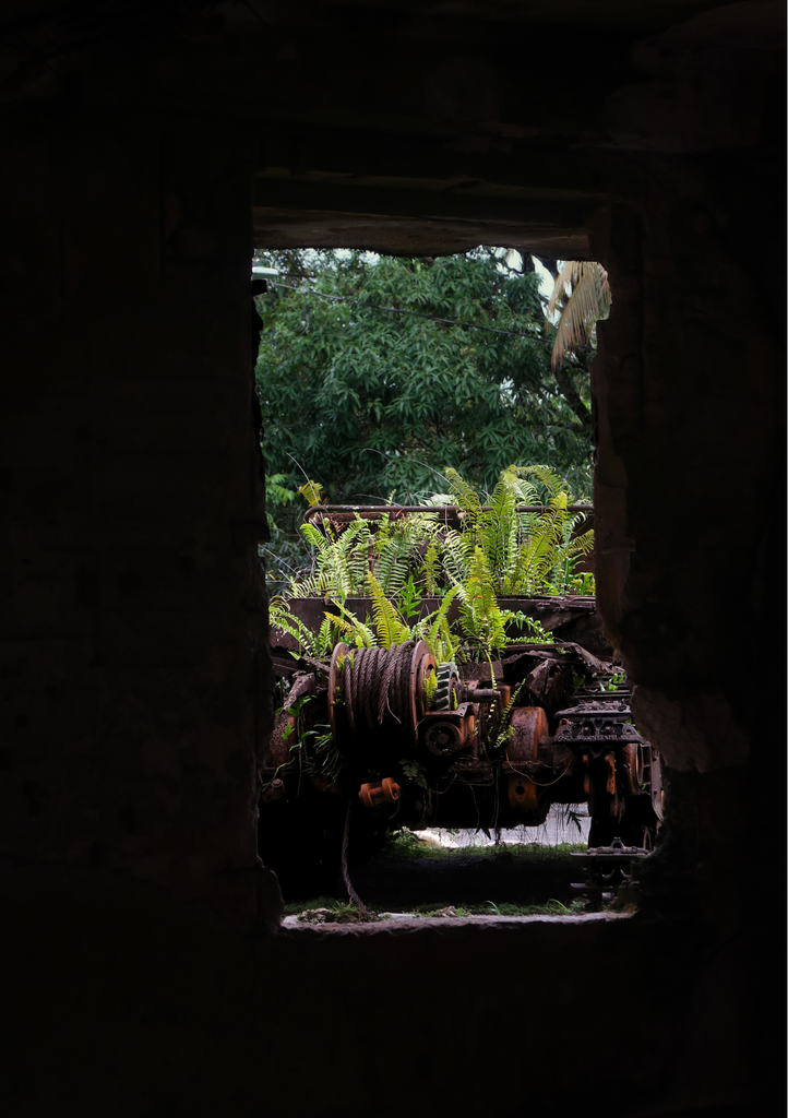 Daniella Conser | Photography | The earth does not forget how to live