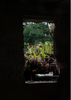 Daniella Conser | Photography | The earth does not forget how to live