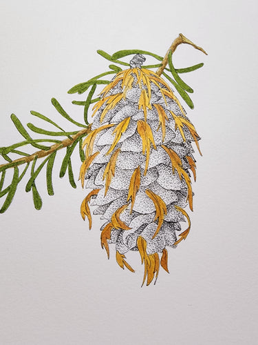 Sharon Field | 3000 days... and counting...Drawing | Douglas Fir Cone