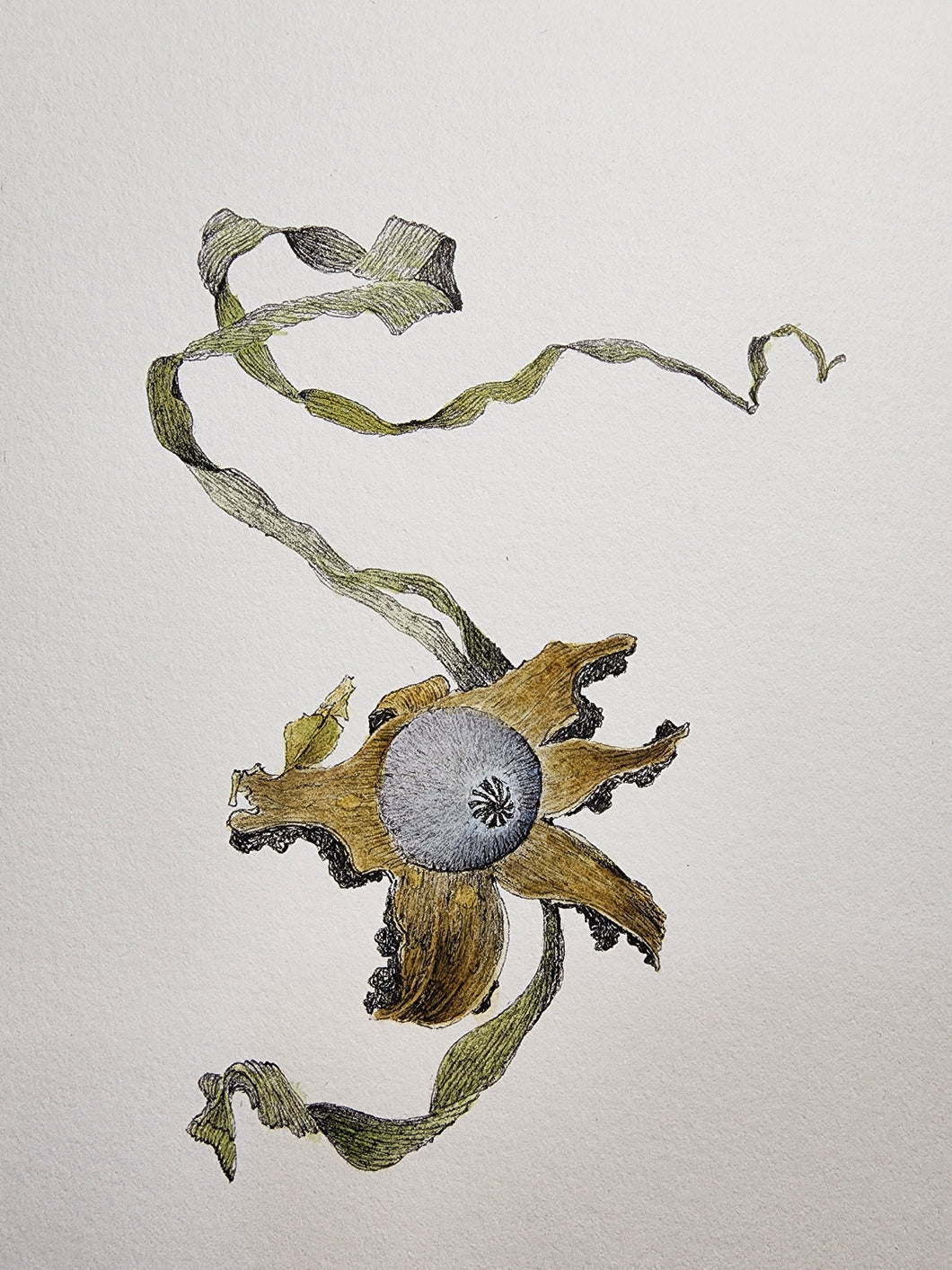 Sharon Field | 3000 days... and counting... | Drawing | Earth Star fungi (2)