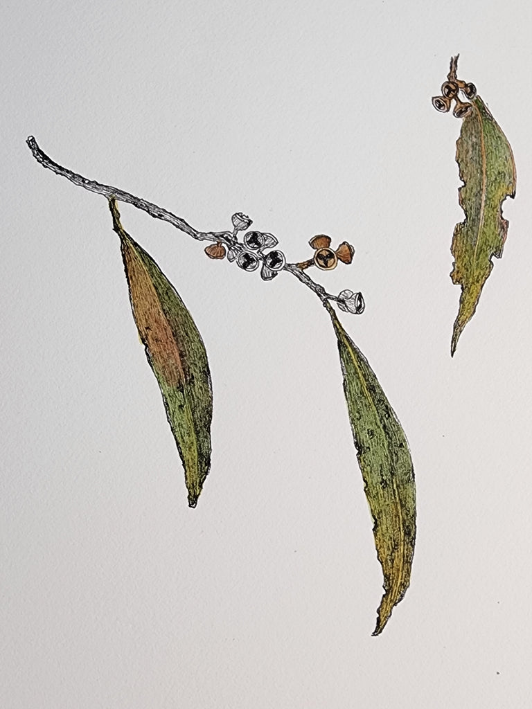 Sharon Field | 3000 days... and counting... | Drawing | Three eucalyptus leaves and nuts