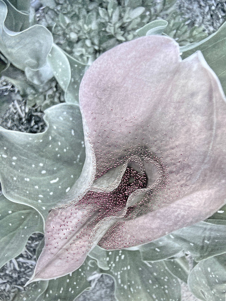 Barbara  Dawson |  | Faded Beauty: Calla