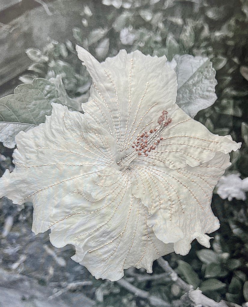 Barbara  Dawson | Mixed Media | Faded Beauty: Hibiscus