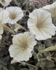 Barbara  Dawson | Mixed Media | Faded Beauty:  Petunia