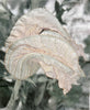Barbara  Dawson | Mixed Media | Faded Beauty: Pumpkin Bloom