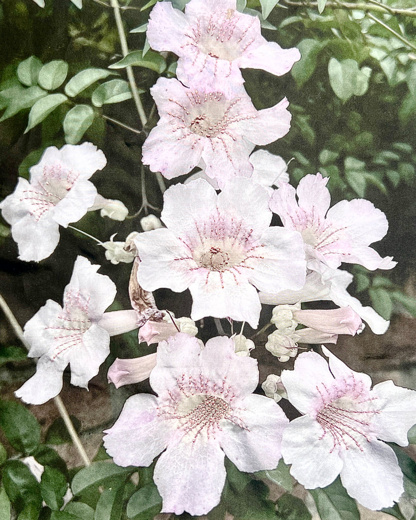 Barbara  Dawson | Mixed Media | Faded Beauty: Trumpet Bloom