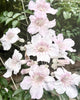 Barbara  Dawson | Mixed Media | Faded Beauty: Trumpet Bloom