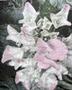 Barbara  Dawson | Mixed Media | Faded Beauty: Hydrangea
