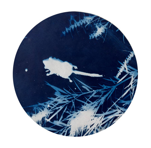 Rebecca Tapscott | Echoes of Absence | Printmaking | Feather-tailed Glider