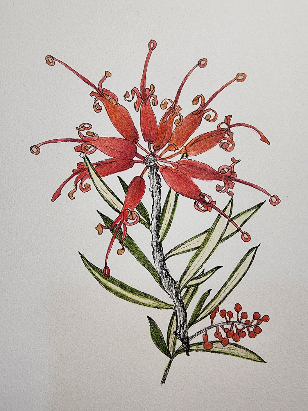 Sharon Field | 3000 days... and counting... | Drawing | Grevillea