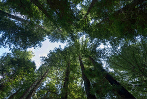 Heather Hodgson | Dear Forests | Photography | Magic Forest, VIC